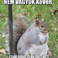 Nem vagyok kövér!