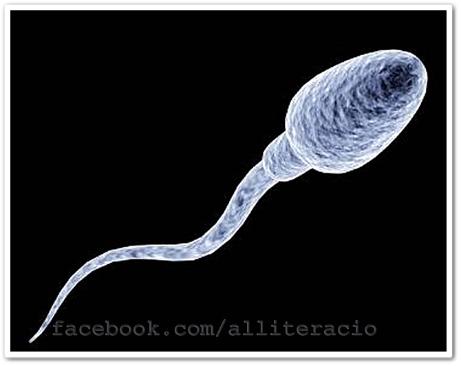spermium.jpg