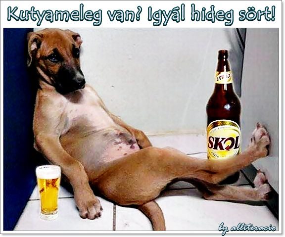 kutyameleg-igyál-sört.jpg