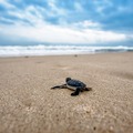 Legyél lassú a beszédben és lassú a haragban!