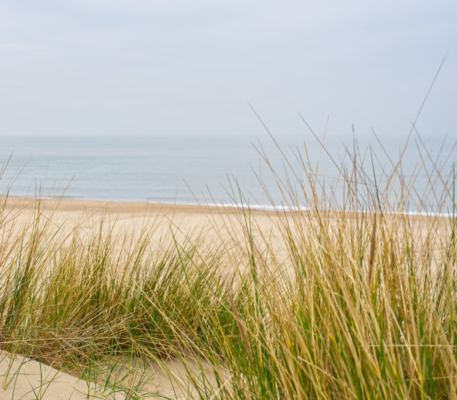 beach-view-dunes-dutch-coastline-marram-grass-netherlands.jpg