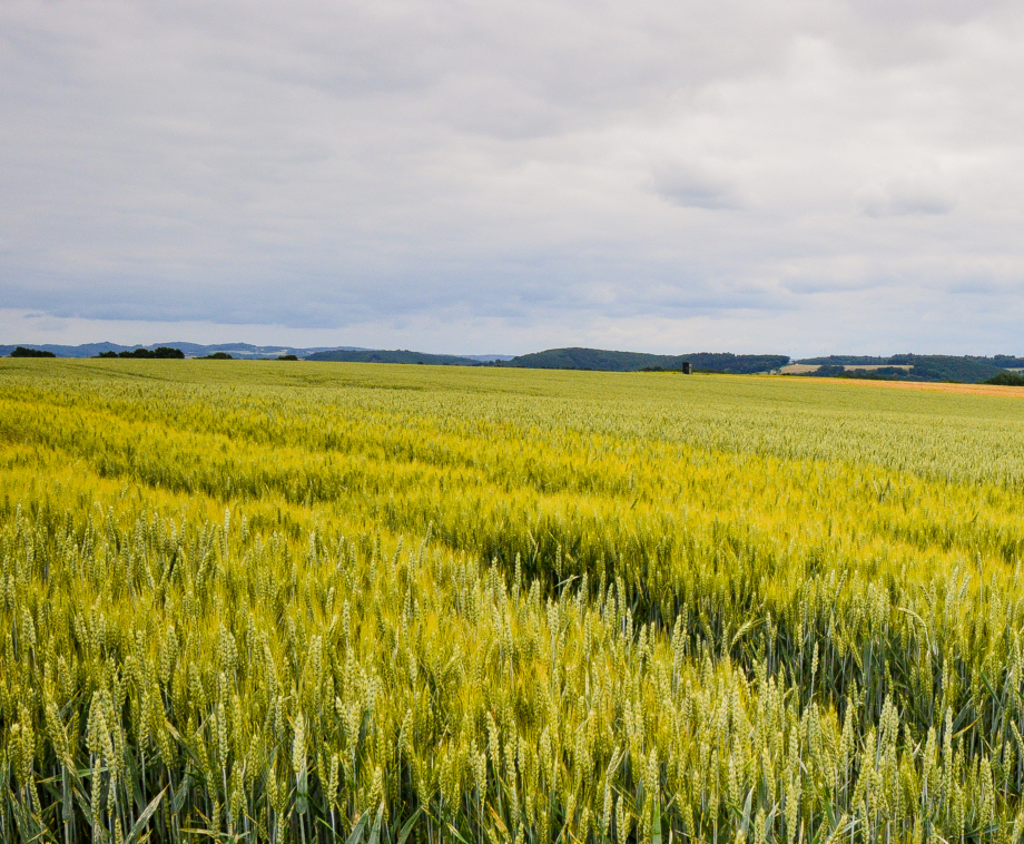 beautiful-shot-field-near-road-germany.jpg