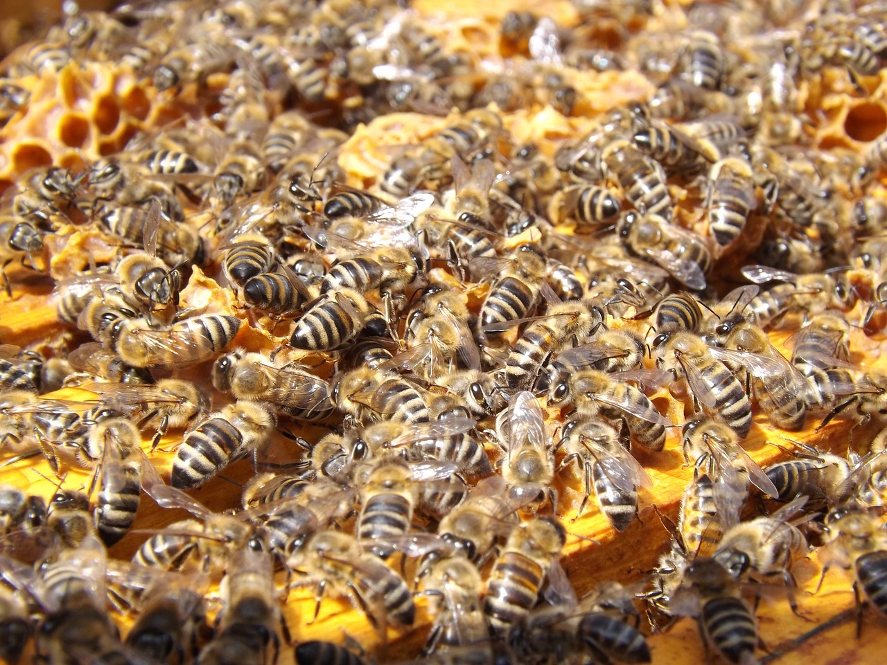 bees-486872_1280.jpg