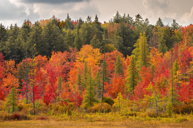 colorful-forest-trees-during-autumn.png