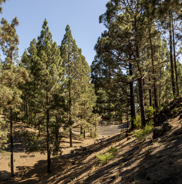 coniferous-forest-with-clear-sky.png