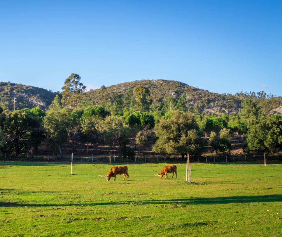 cows-grazing-grassy-field-surrounded-by-beautiful-green-trees-during-daytime.png