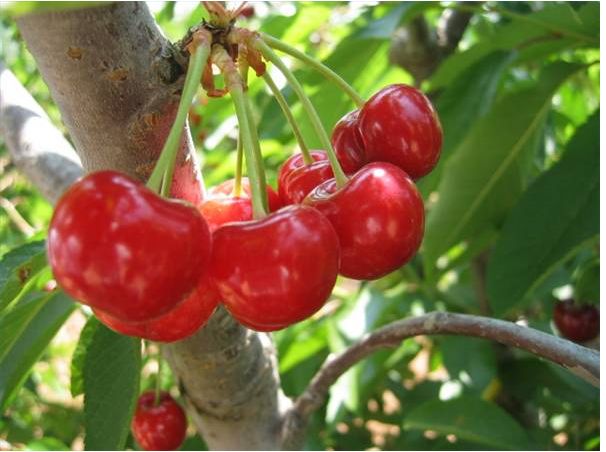 fruit_tree_with_cherry_berries_pictures_napi_remenyhez.JPG