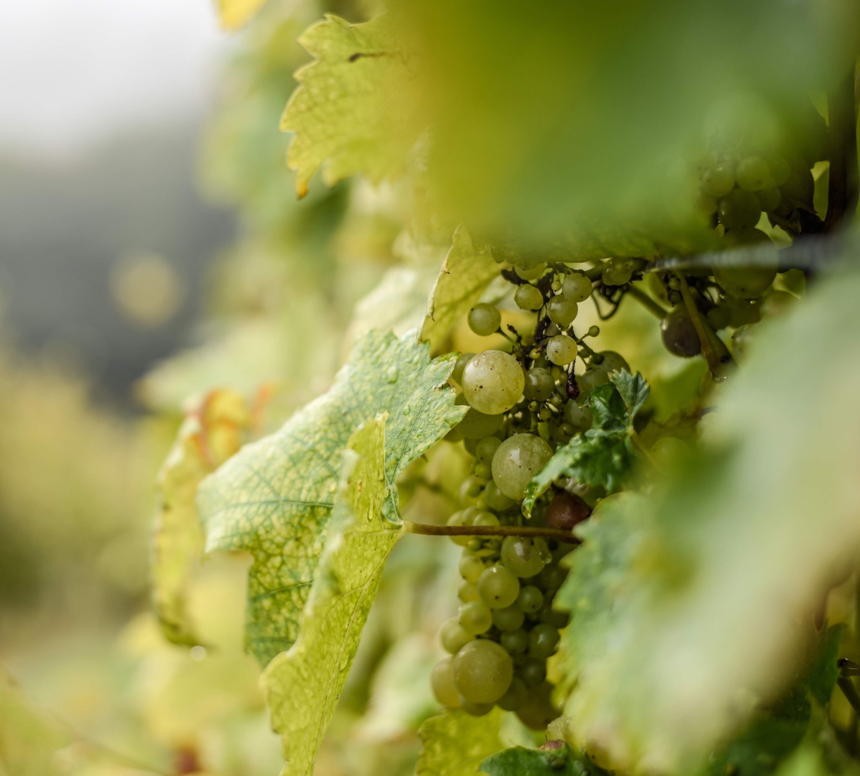 grapes-vineyard-sunlight.jpeg