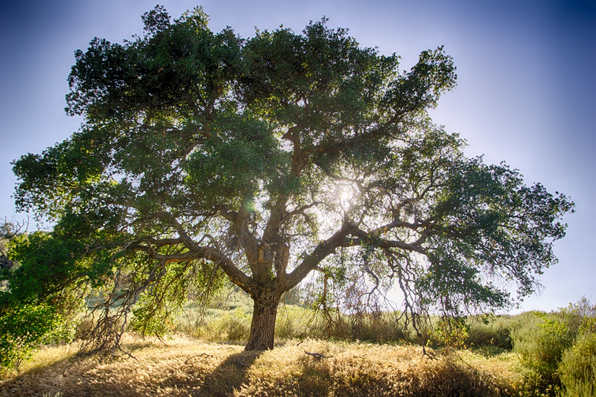 oak-tree-and-sun.jpg