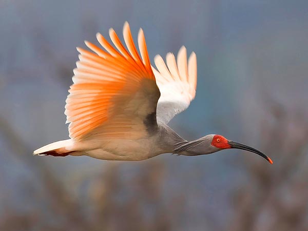 rare-birds-photo-contest-asian-crested-ibis_32635_600x450.jpg