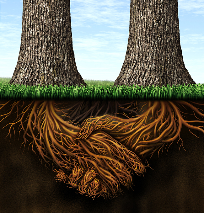 roots.jpg