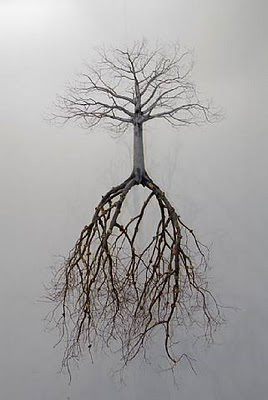 roots2.jpg