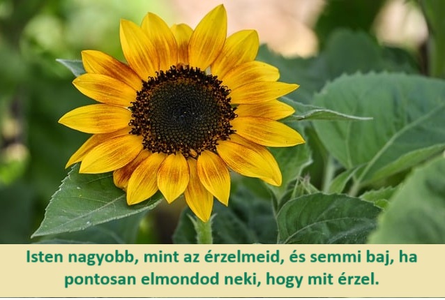 sunflower-9732814_640.jpg