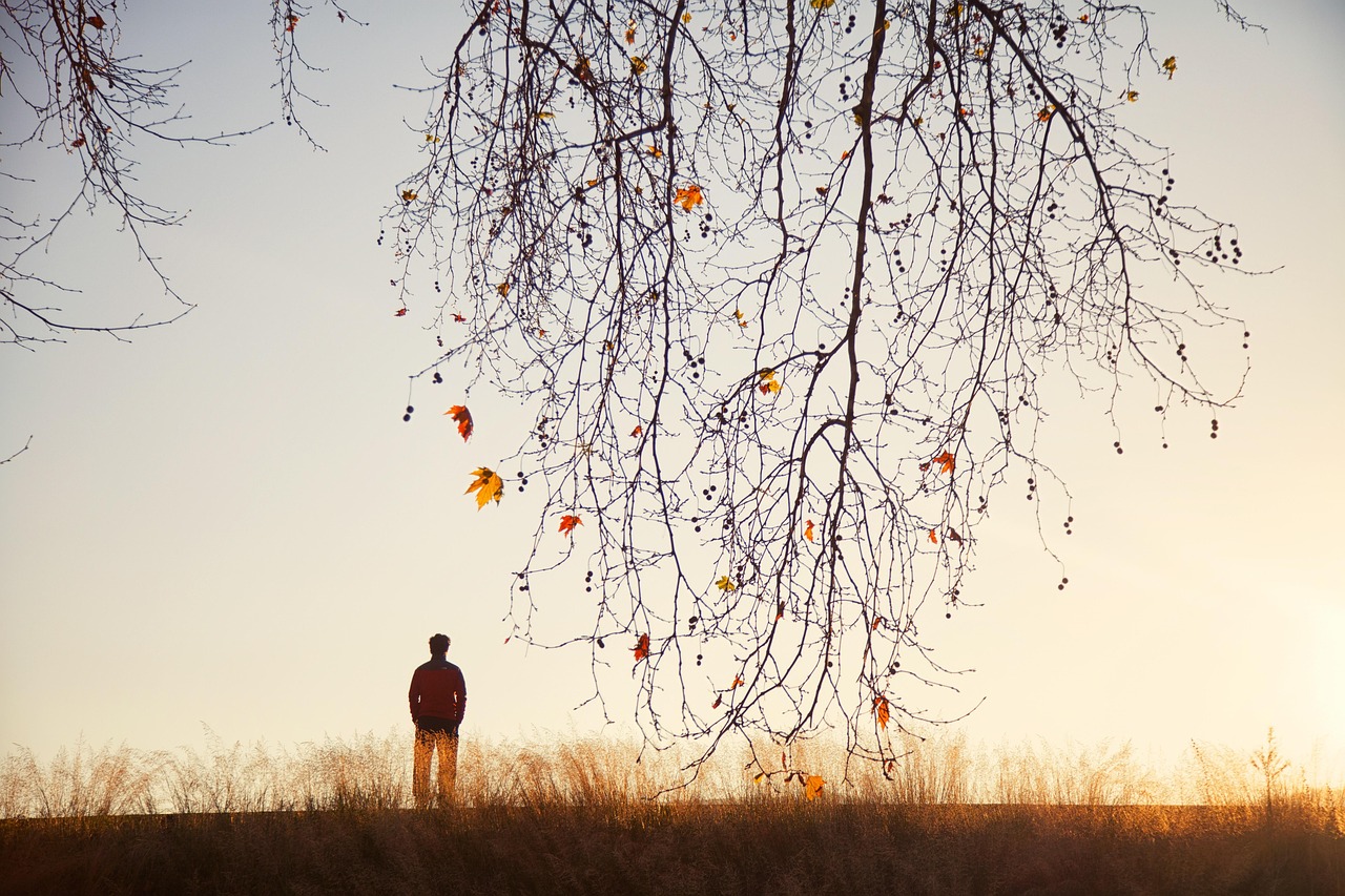 tree-3968917_1280.jpg