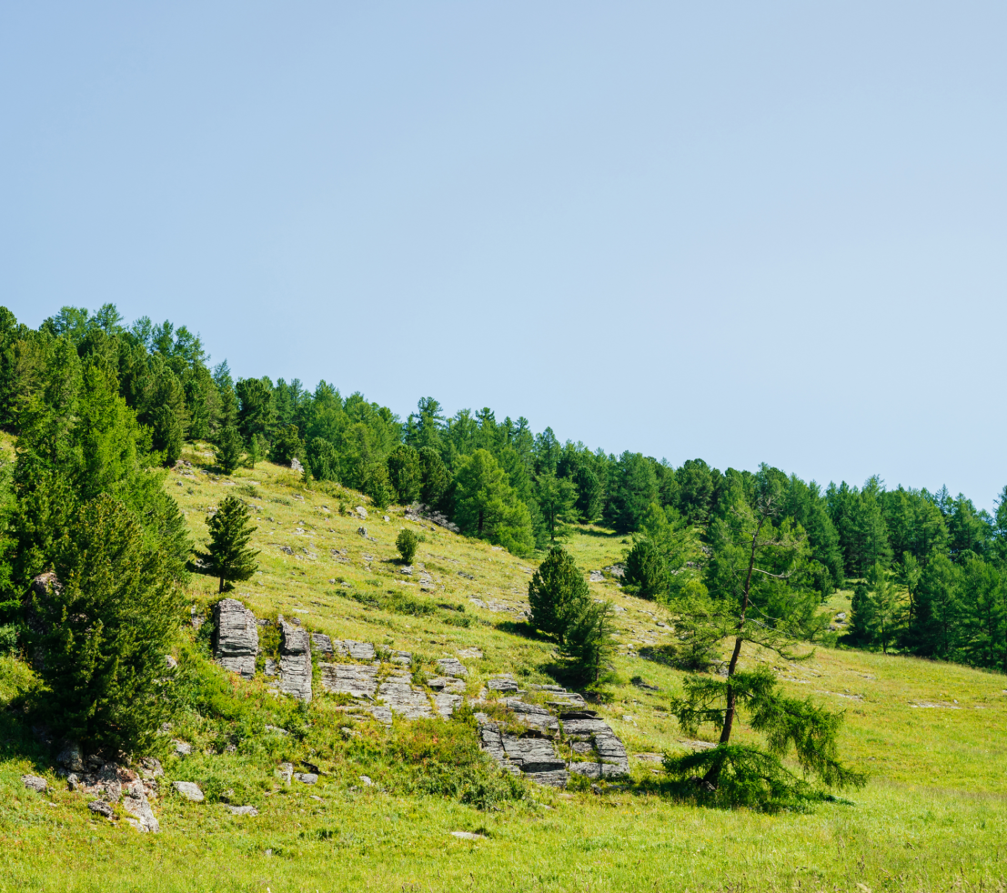 wonderful-view-beautiful-green-hill-slope-with-coniferous-trees-rocks-clear-blue-sky.png