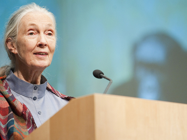 Főzhettem Jane Goodall-nak