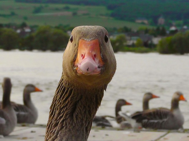 Teszteld, hogy mennyi Márton-napi érdekességet ismersz!