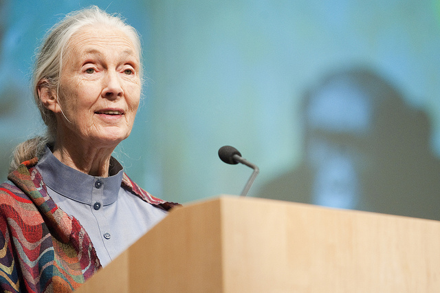 Főzhettem Jane Goodall-nak