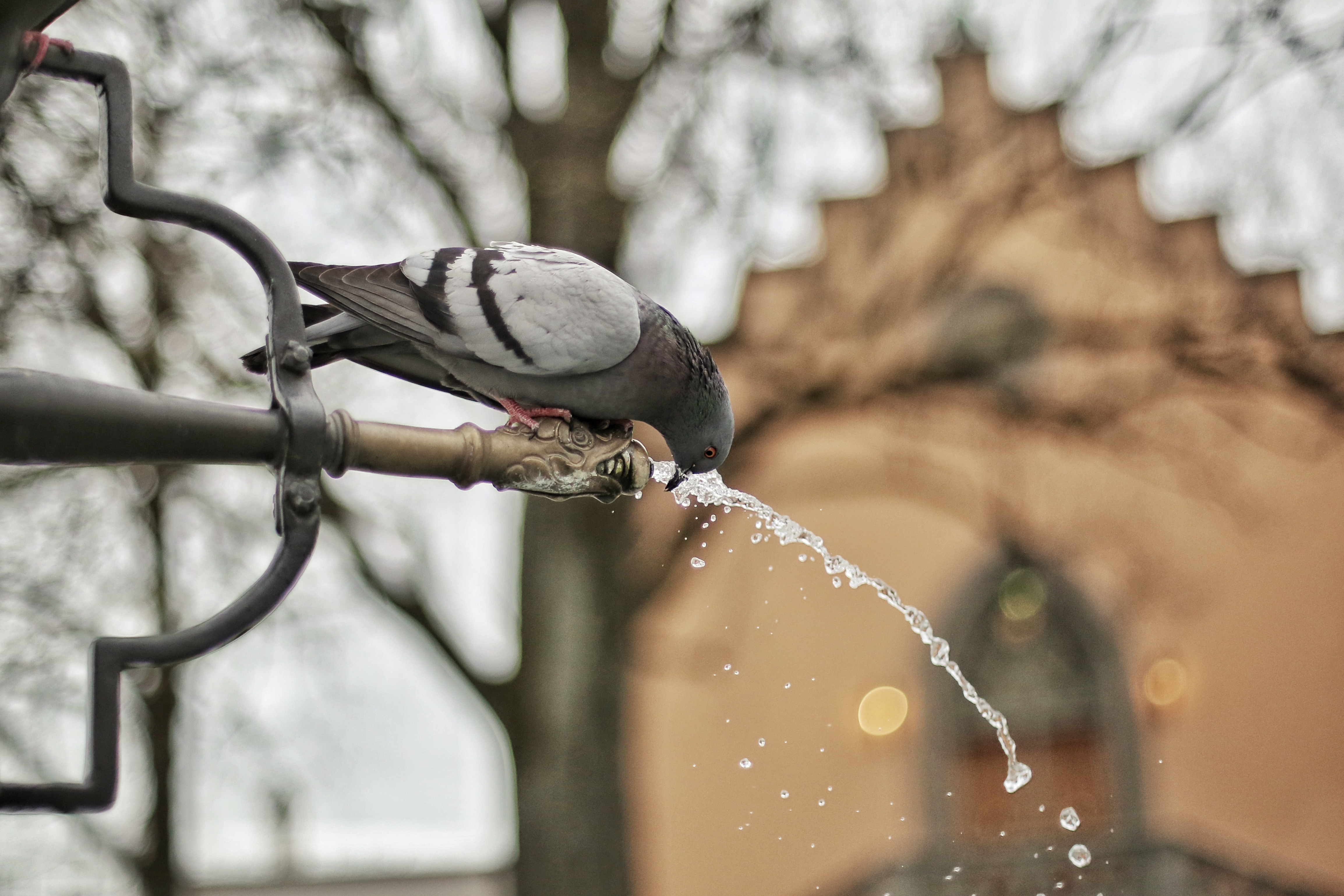 droplets-fountain-water-bird-71544.jpeg