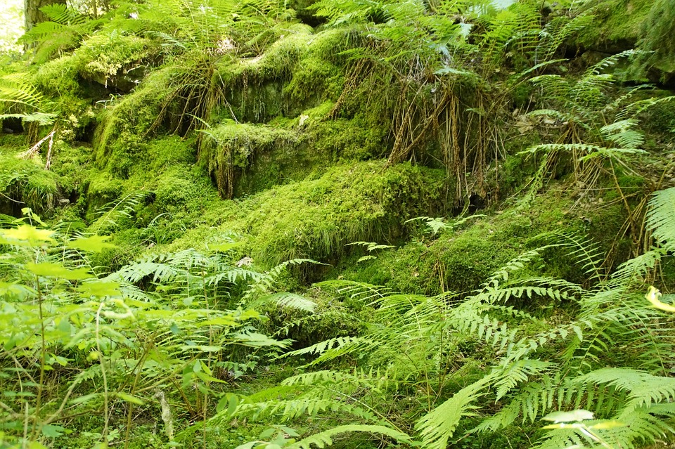 ferns-901551_960_720.jpg