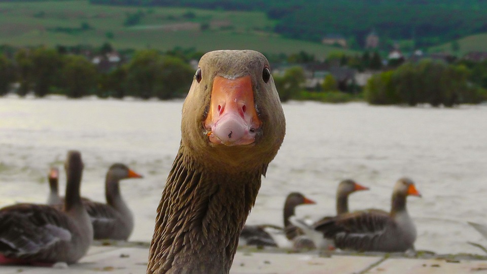 Teszteld, hogy mennyi Márton-napi érdekességet ismersz!