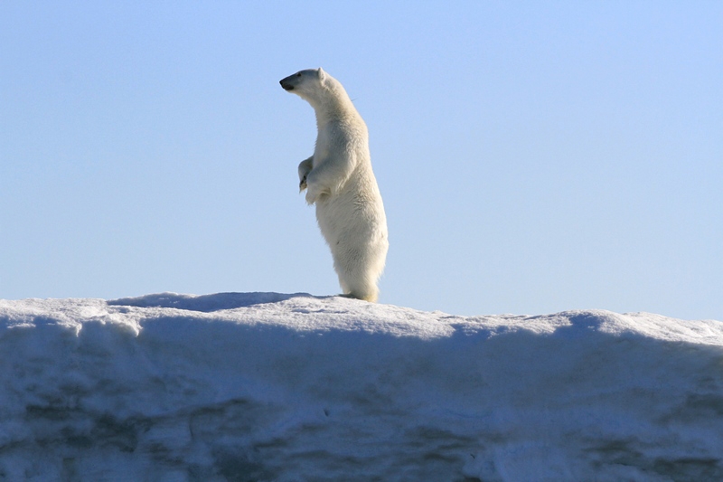 A sarkkutatók titokzatos betegsége – avagy a halott jegesmedve visszavág