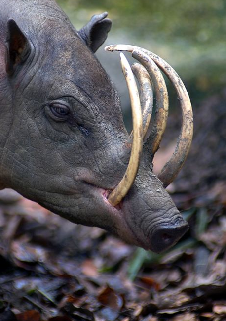 10-babirusa.png