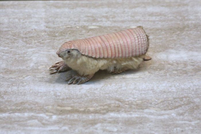 3-pink-fairy-armadillo.jpg