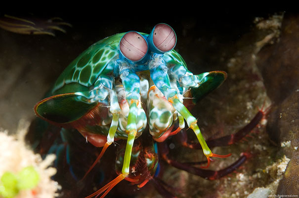 4-mantis-shrimp.jpg