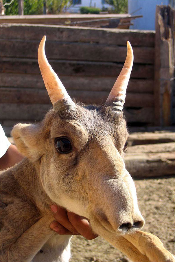 5-saiga-antelope.jpg