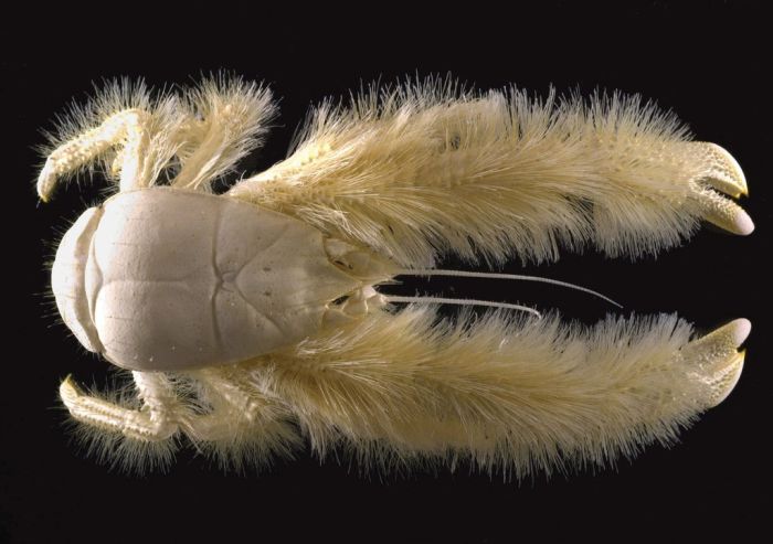 6-yeti-crab.jpg