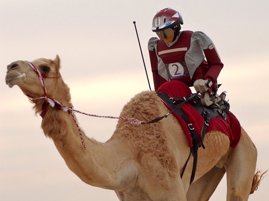 kamel-the-robot-jockey-rides-ghazil-a-qatari-camel-during-a-test-run-at-the-shahaniah-camel-race-track-in-doha-qatar-which-plans-to-phase-out-child-jockeys-who-have-long-been-used-in-cam.jpg