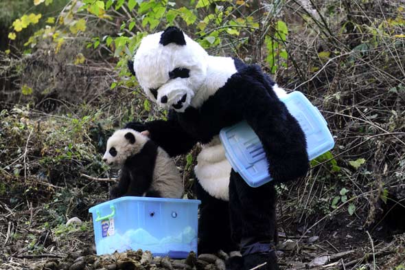 panda-costume-590kgs12710.jpg