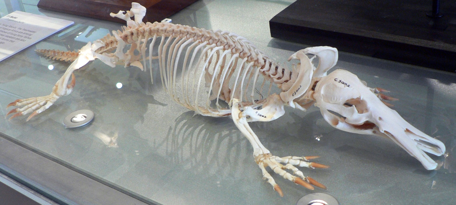 platypus_skeleton_pengo.jpg