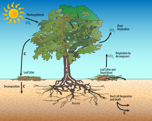 terrestrial_carbon_cycle.png