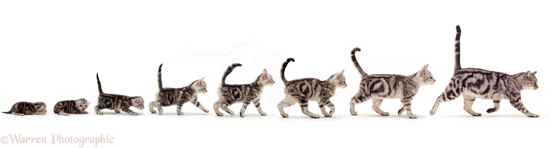 42493-silver-tabby-cat-growing-up-sequence-stages-white-background.jpg