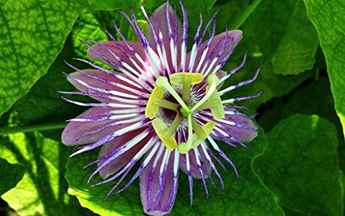 111_passiflora_foetida.jpeg