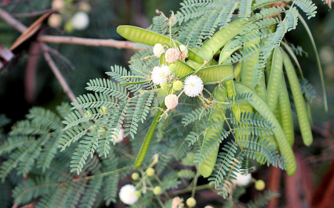 1_leucaena_leucocephala.jpeg