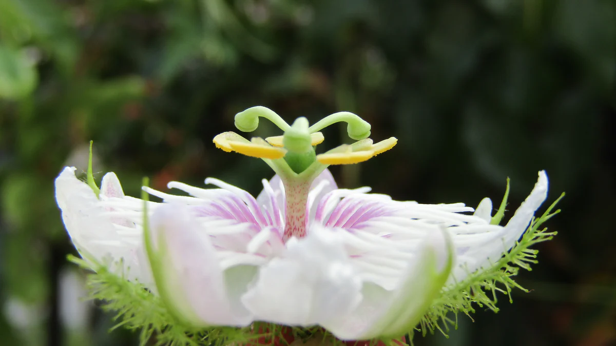 1_passiflora_foetida.webp