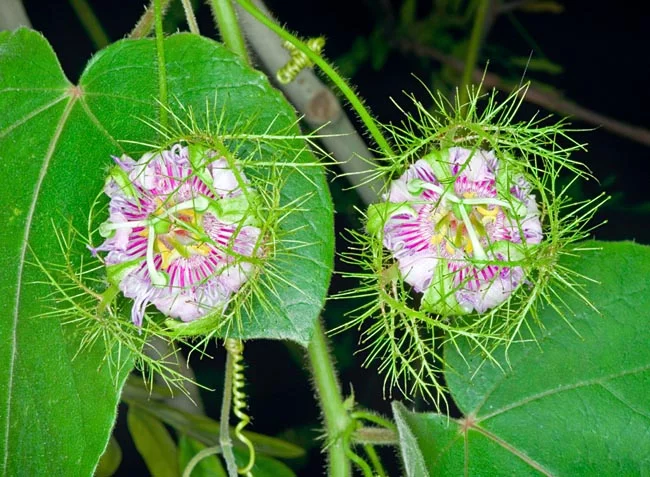 1_passiflora_foetida_1.webp