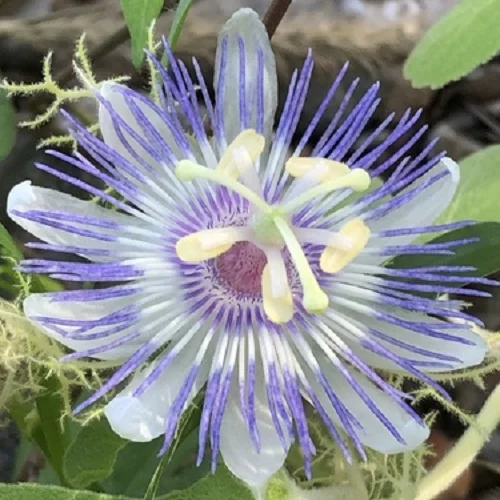 1_passiflora_foetida_2.webp