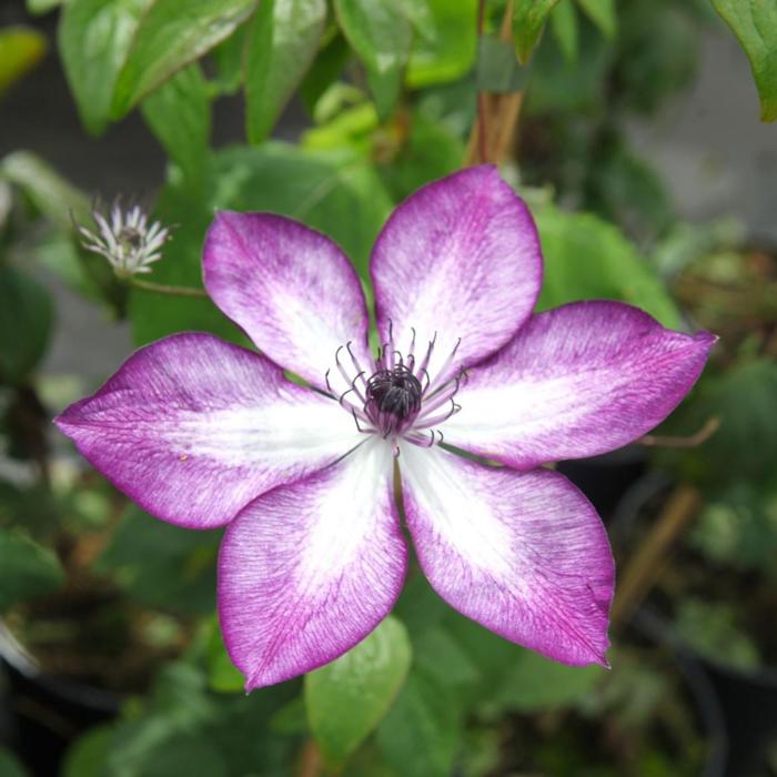 clematis-lavallee_700.jpeg