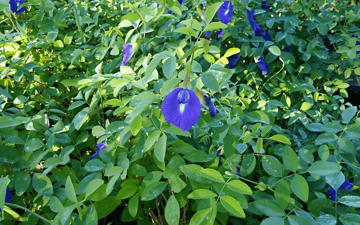 clitoria-ternatea-butterfly-pea-featured-image.png