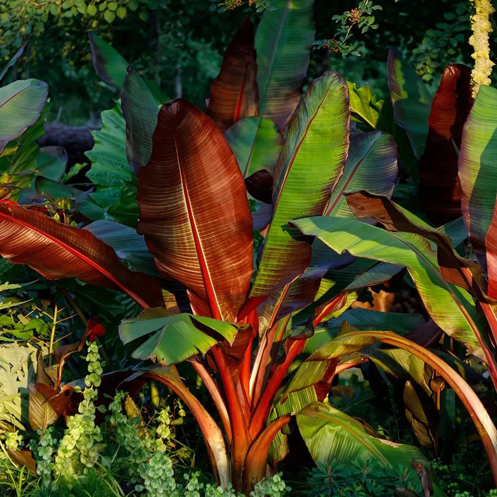 ensete-ventricosum2_jpg.webp