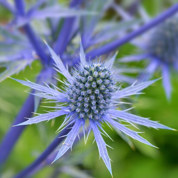 eryngium-planum_1-600x600.jpg