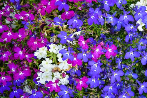 lobelia-poetry-mix-matted-lobelia.jpg