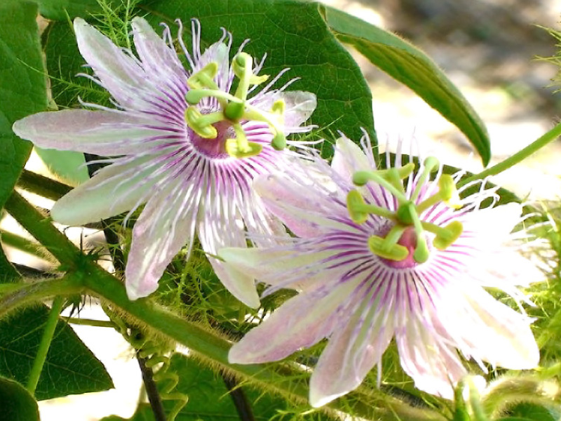 passiflora-foetida.jpg