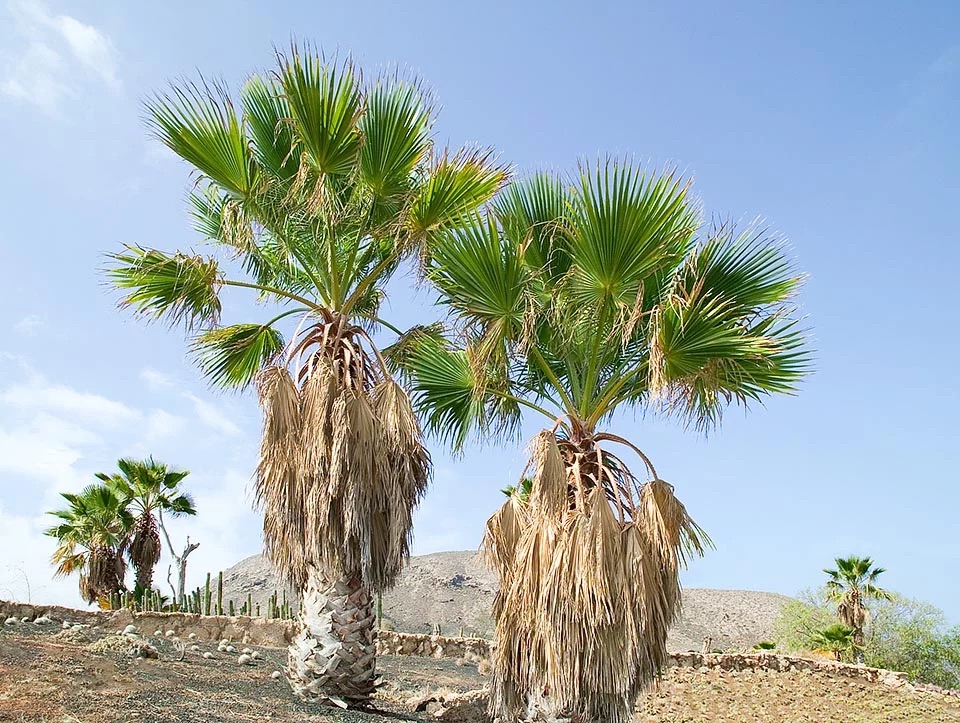 washingtonia-robusta.jpg