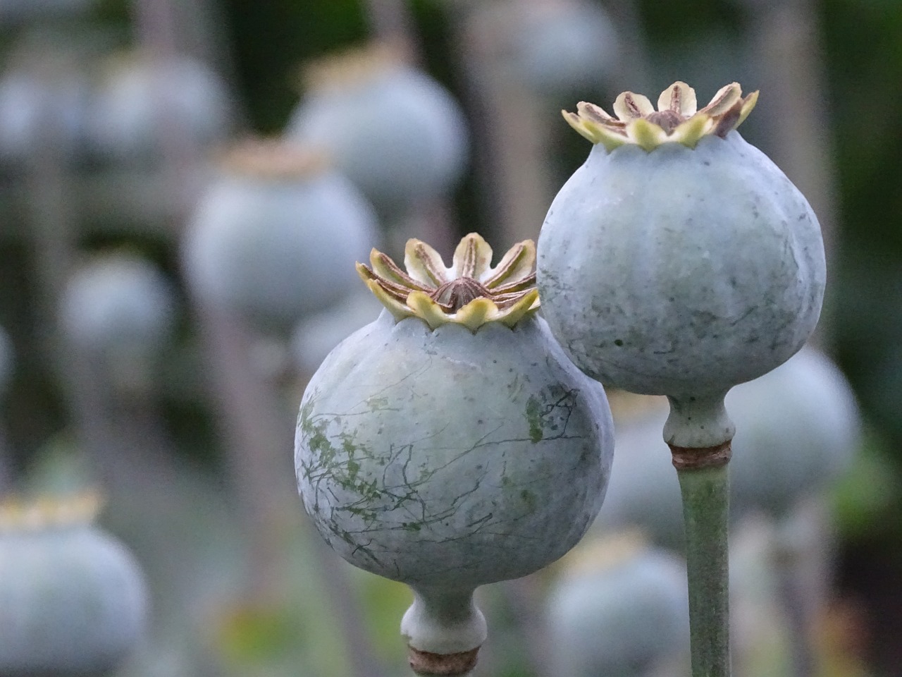 poppy-2502046_1280.jpg