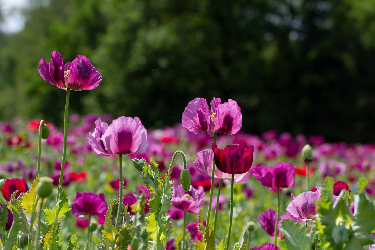 poppy-5208499_1280.jpg